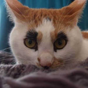 Cats Who Got Unusual Fur Markings (19)