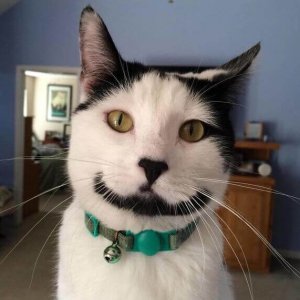 Cats Who Got Unusual Fur Markings (20)