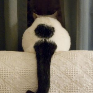 Cats Who Got Unusual Fur Markings (22)