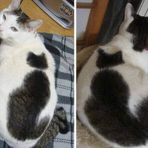 Cats Who Got Unusual Fur Markings (3)