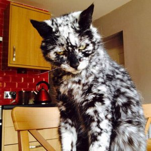 Cats Who Got Unusual Fur Markings (4)