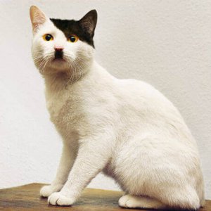 Cats Who Got Unusual Fur Markings (5)