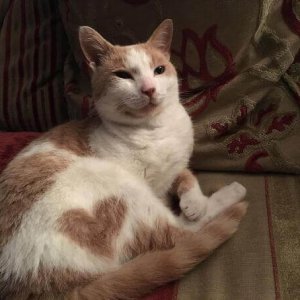 Cats Who Got Unusual Fur Markings (9)