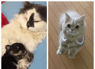 Funny animal GIFs (12 video)