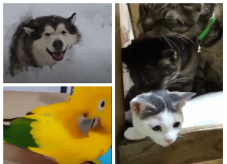 Funny animals (12 short video)