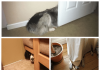 Amazing hidden dogs (21 images)