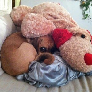 Amazing hidden dogs (14)