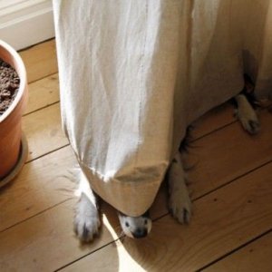 Amazing hidden dogs (2)