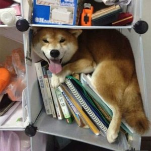 Amazing hidden dogs (21)