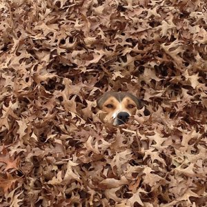 Amazing hidden dogs (3)