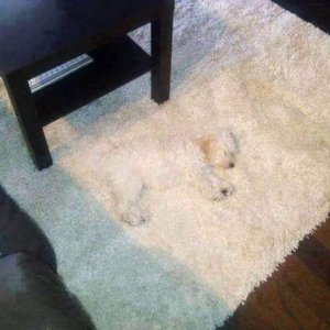 Disguise masters among pets (1)