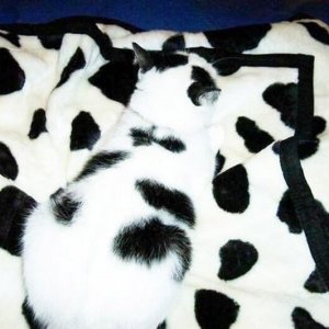 Disguise masters among pets (11)