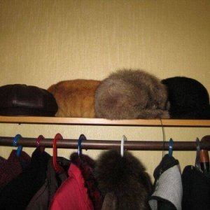 Disguise masters among pets (3)