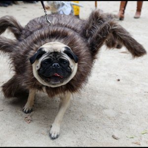 Halloween Dog Parade (1)