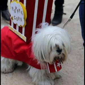 Halloween Dog Parade (11)