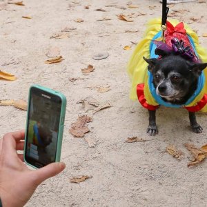 Halloween Dog Parade (12)