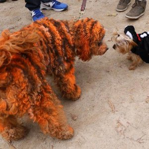 Halloween Dog Parade (13)