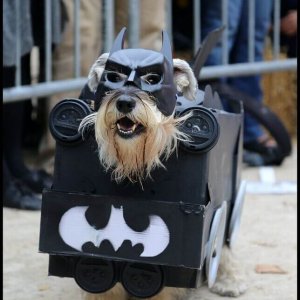 Halloween Dog Parade (17)