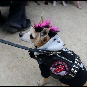 Halloween Dog Parade (4)