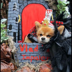 Halloween Dog Parade (6)