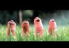 Cartoon about worms (Funny Animated)
