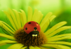Minuscule – The ladybug (Funny Animated)