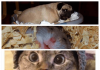 Funny animals (24 images)