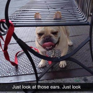 funny animals (12)