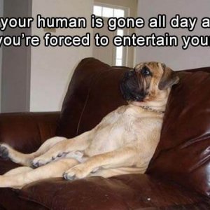 funny animals (17)