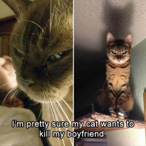 funny animals (18)