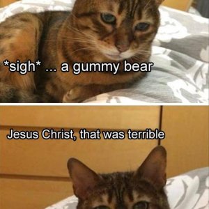 funny animals (19)