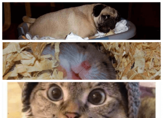 Funny animals (24 images)