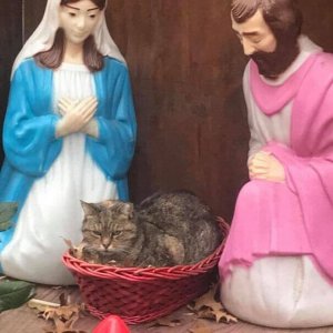 Times Cats Hilariously Crashed Nativity (13)