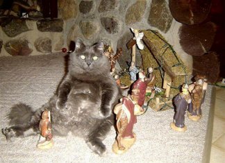 Times cats hilariously crashed Nativity Scenes (21 images)