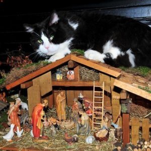 Times Cats Hilariously Crashed Nativity (20)