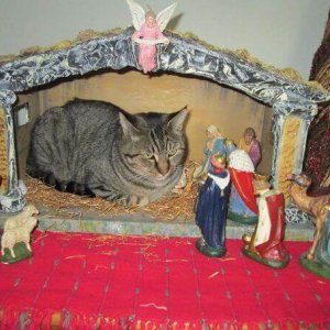 Times Cats Hilariously Crashed Nativity (8)