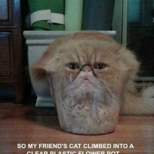 Funny Animal Picture (10)