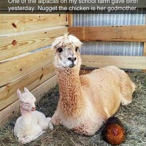 Funny Animal Picture (15)