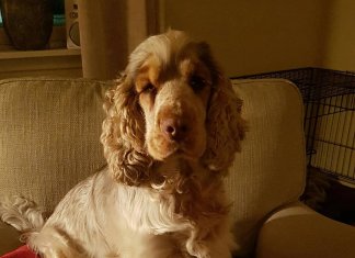 Comics about Coco the jolly and pessimist dog