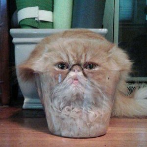 Cats That Prove They Are Liquid (1)