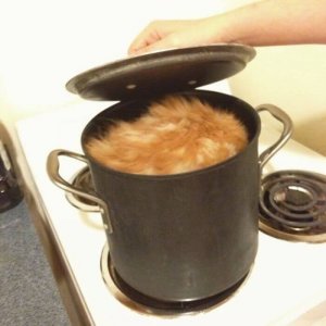 Cats That Prove They Are Liquid (11)