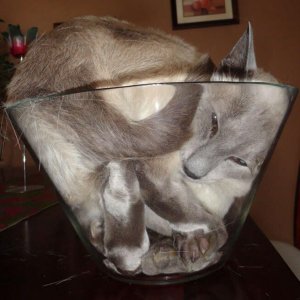 Cats That Prove They Are Liquid (13)