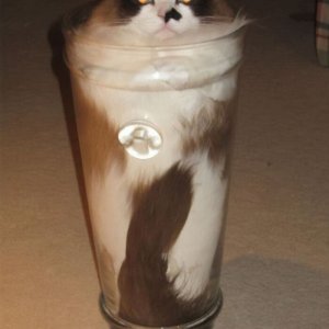 Cats That Prove They Are Liquid (14)