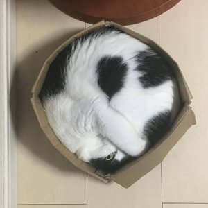 Cats That Prove They Are Liquid (15)