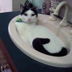 Cats That Prove They Are Liquid (16)