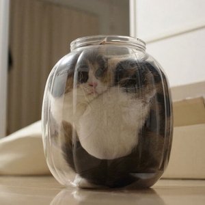 Cats That Prove They Are Liquid (17)