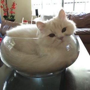 Cats That Prove They Are Liquid (18)