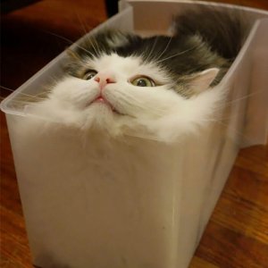 Cats That Prove They Are Liquid (2)