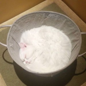 Cats That Prove They Are Liquid (21)