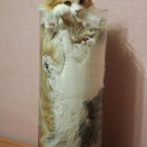 Cats That Prove They Are Liquid (4)